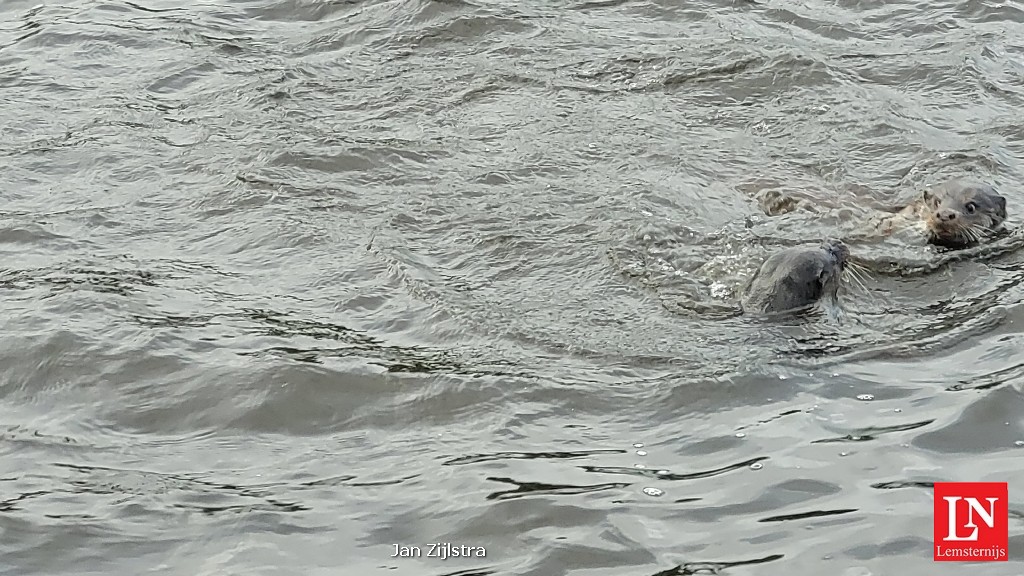 Vechtende otters met veel geschreeuw