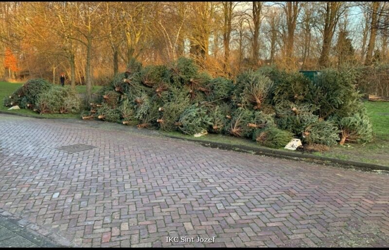 Honderden kerstbomen ingezameld