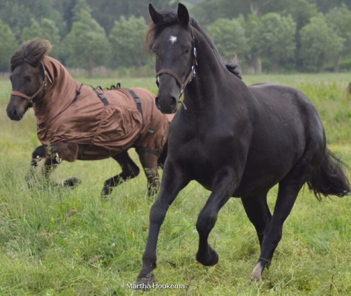 Luna Paardencoaching – Een nieuwe stap binnen Luna – De Nieuwetijdspraktijk